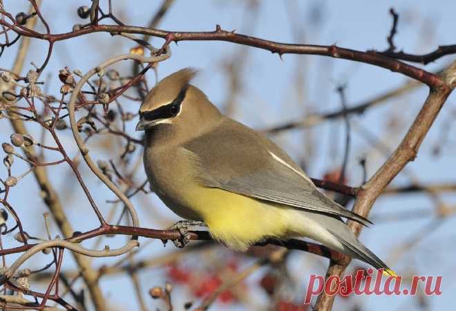 Ох, уж эти пьяные свиристели!