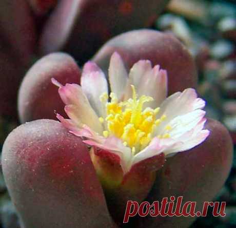 Литопс – растение, обладающее уникальными декоративными качествами