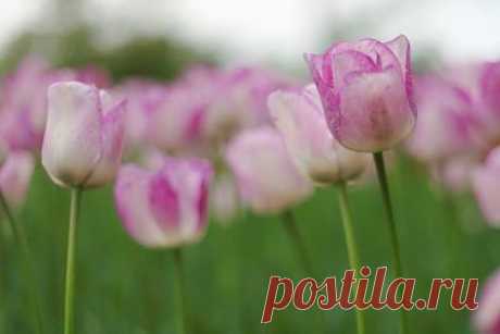 (3) Facebook