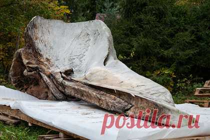 С Курильских островов доставили череп гигантского кашалота. С Курил на биологическую станцию МГУ в подмосковном Звенигороде доставили череп гигантского кашалота, найденный на одном из островов Курильской гряды. Отмечается, что доставка артефакта по российским дорогам заняла 17 дней. На первом этапе пятиметровый череп кашалота переместили с отмели острова Уруп на судно.