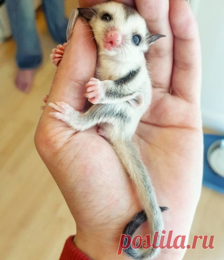 Очаровательный сахарный поссум