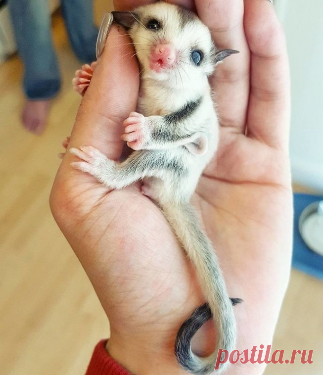 Очаровательный сахарный поссум