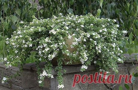 Яркий водопад бакопы » Интернет-газета Кумушка.com