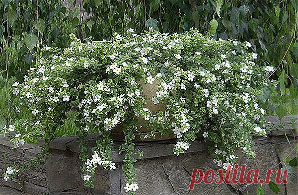 Яркий водопад бакопы » Интернет-газета Кумушка.com