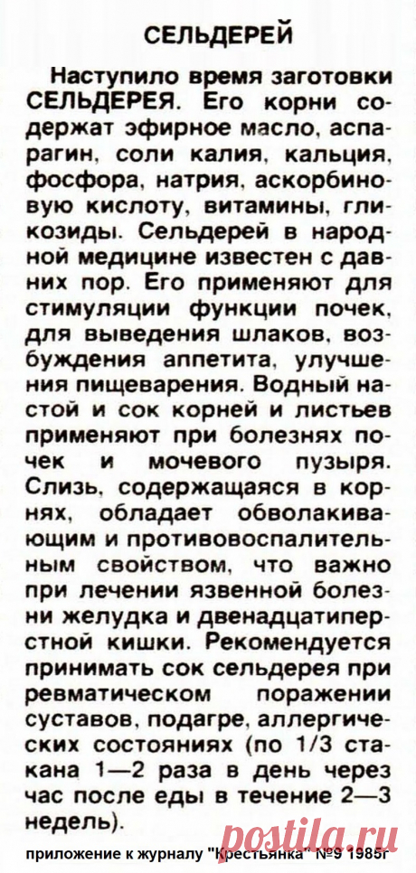 Сельдерей - лечебные свойства