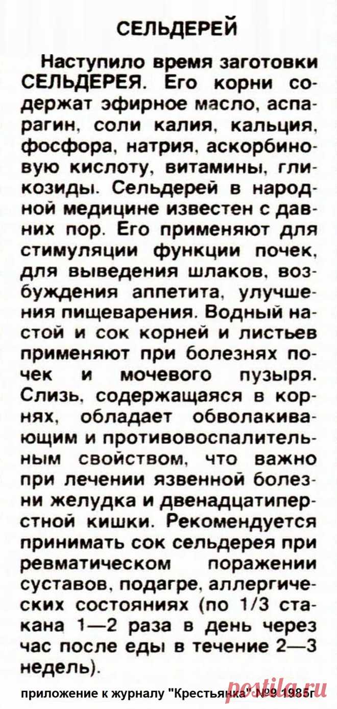 Сельдерей - лечебные свойства