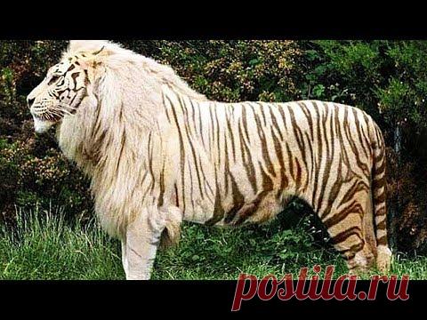 50 Самых Редких и Невероятных Животных в Мире