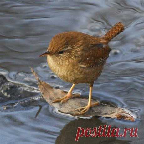 НА ПЛОТУ