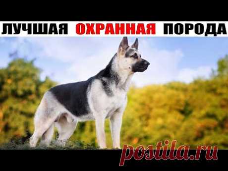 Восточноевропейская овчарка – в чём же ВЕО, лучше Немецкой овчарки?