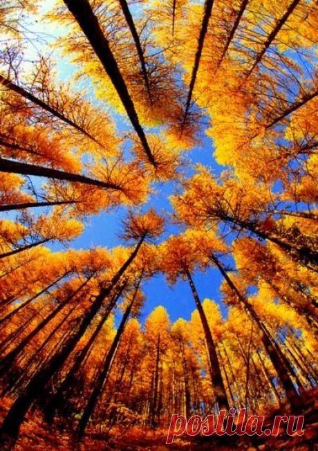 Найдено на сайте dominion-of-the-red-knight.tumblr.com.