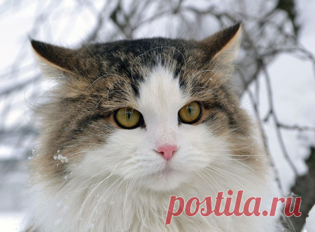 Фотографии кошек, которые достойны восхищения! | Дай лапку