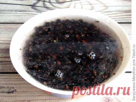 Черная смородина с базиликом и мятой - Советы Народной Мудрости - медиаплатформа МирТесен