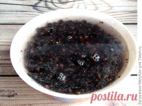 Черная смородина с базиликом и мятой - Советы Народной Мудрости - медиаплатформа МирТесен