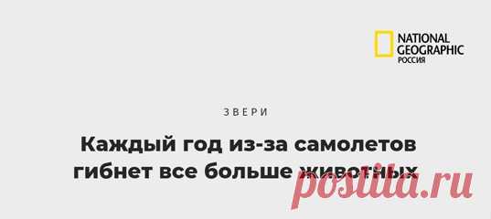 Исследователи опубликовали глобальный обзор авиационных столкновений с млекопитающими. И как-то все безрадостно там.
