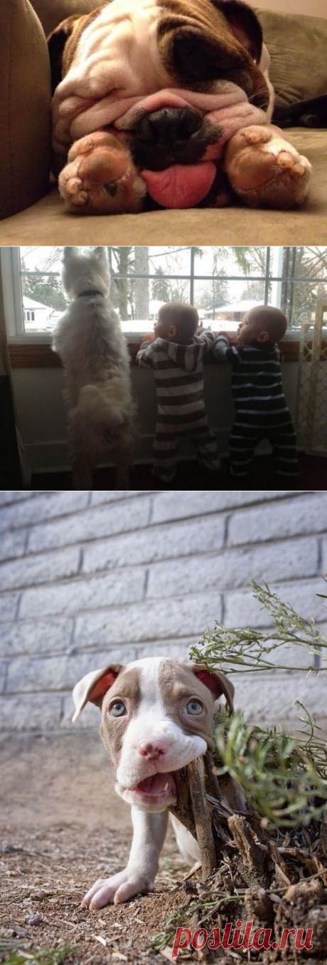 (+1) тема - Смешные и милые собаки | Четвероногий юмор