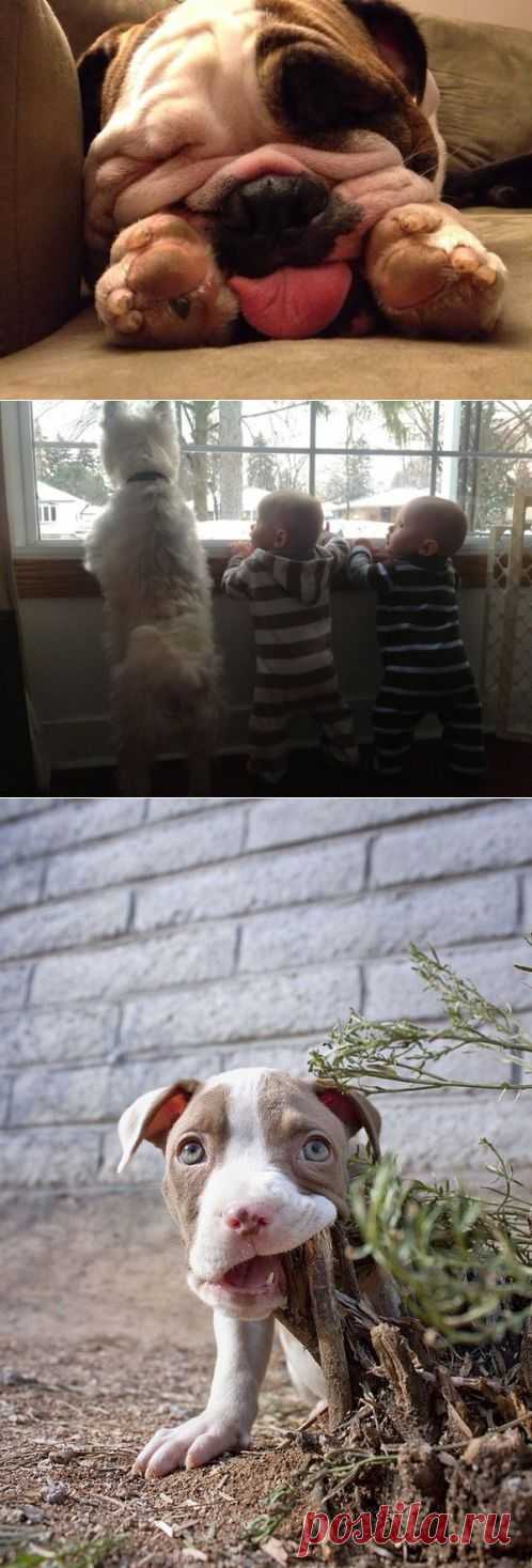 (+1) тема - Смешные и милые собаки | Четвероногий юмор