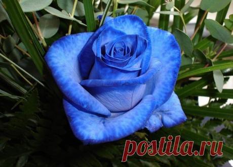роза синяя