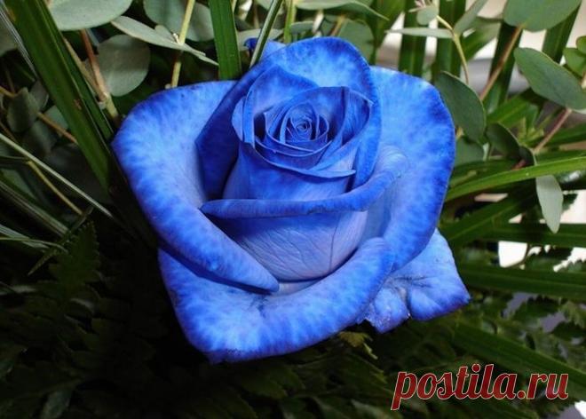 роза синяя