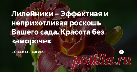 Лилейники – Эффектная и неприхотливая роскошь Вашего сада. Красота без заморочек Мои самые любимые садовые цветы — это лилейники. Причин множество, главную назвать сложно, но все же:
За обильность цветения. В июле, когда наступает пик расцвета лилейников, уходить из сада не хочется вообще. И пусть каждая маленькая лилия держится всего один день, обилие цветов и бутонов, готовых вот-вот распуститься, не позволяет отойти от них ни на минуту. Сад и дача, полезные советы и цветы.