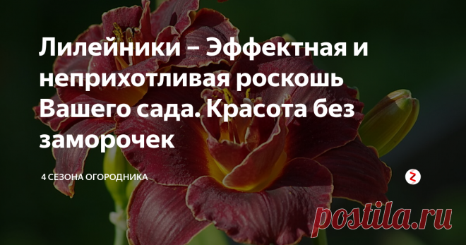 Лилейники – Эффектная и неприхотливая роскошь Вашего сада. Красота без заморочек Мои самые любимые садовые цветы — это лилейники. Причин множество, главную назвать сложно, но все же:
За обильность цветения. В июле, когда наступает пик расцвета лилейников, уходить из сада не хочется вообще. И пусть каждая маленькая лилия держится всего один день, обилие цветов и бутонов, готовых вот-вот распуститься, не позволяет отойти от них ни на минуту. Сад и дача, полезные советы и цветы.