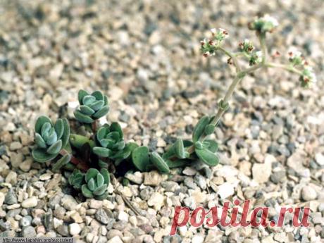 Много кактусов и других суккулентов - Все о комнатных растениях на flowersweb.info