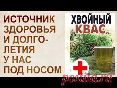 Хвойный квас. Долголетие в стакане