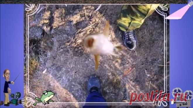 Ловить ротана круглый год 🐟