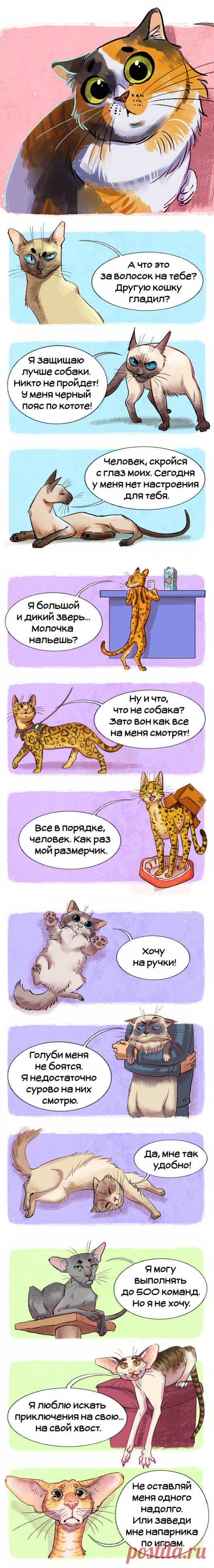 Гид по породам кошек, благодаря которому вы точно научитесь их различать