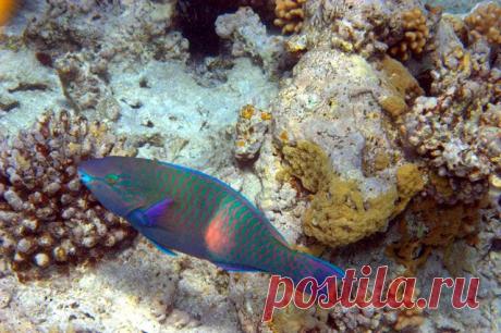 Ещё один представитель рыбы-попугая.
