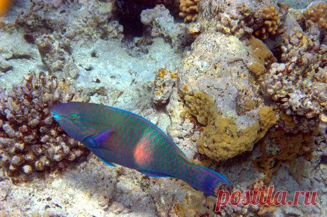 Ещё один представитель рыбы-попугая.