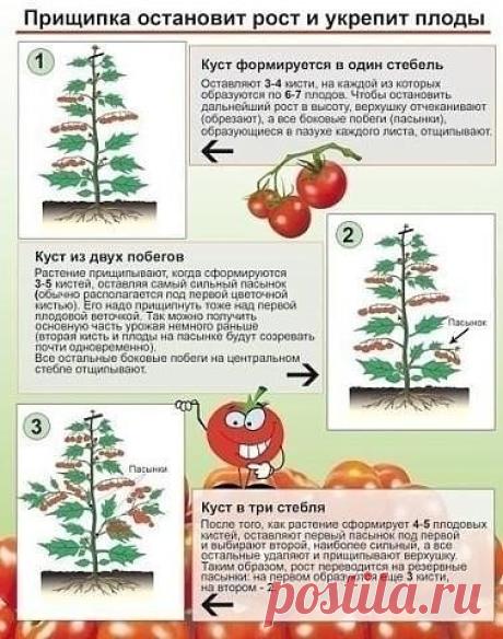 Зачем прищипывают томаты?  
К моменту налива плодов на первой кисти нижние листья начинают желтеть, 
их периодически обрывают. Нижние листья должны быть удалены до 
соцветия, на котором начинают созревать плоды.  За 30-40 дней до 
окончания выращивания главный стебель прищипывают (иначе плоды в 
верхней части растения не успеют созреть).  Боковые пасынки удаляют, когда 
достигают 5-7 см длиной, - при перерастании они затеняют растения и напрасно расходуют его силы.  Удалят...