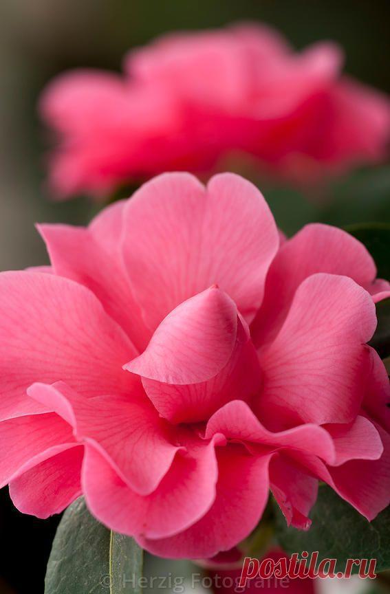 Rachel Follett (Lovely Clusters) приколол(а) это к доске Flowers | Pi…