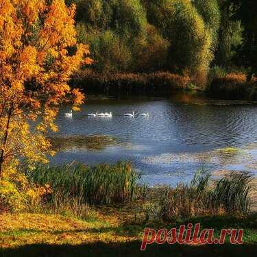 Яндекс.Коллекции