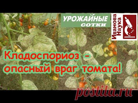 Побороть ОПАСНУЮ пятнистость томата КЛАДОСПОРИОЗ не сложно и можно!