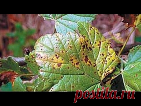 Комплексная обработка кустарников от болезней и вредителей