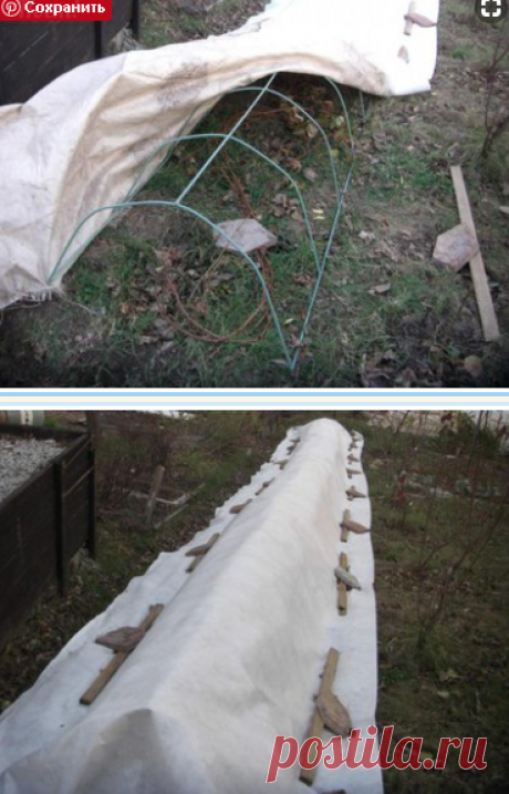 Зимнее укрытие винограда - Интернет форум виноградарей и садоводов Дальнего Востока