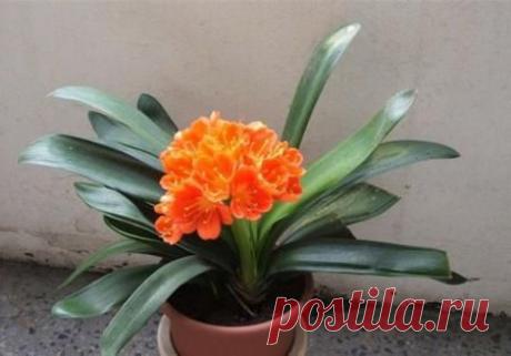 Кливия | Наш уютный дом