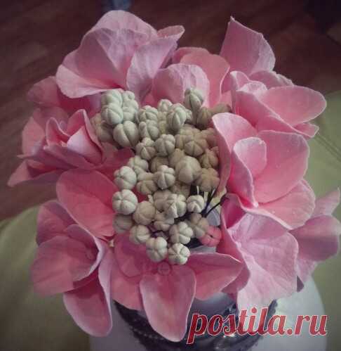 Гортензия