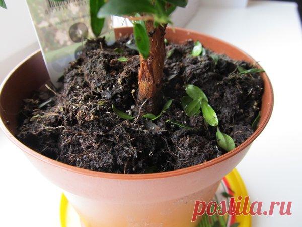 Мошки в комнатных цветах: почему появляются и как от них избавиться | 6 соток