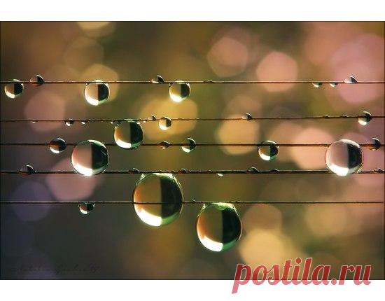 Струи летнего дождя,
Словно в мокром шарфе,
Исполняют для тебя
Музыку на арфе.

Сквозь завесу синих туч -
Солнечные блики,
И по струнам арфы - луч,
В лужах - чьи-то лики...

И земля и небосвод
В дружеском союзе,
Между ними хоровод,
Что подвластен музе.

То сильнее дождь шумит,
То идет потише,
Контрабасом гром гремит,
Птицы кружат ниже.

Не укрыться от дождя
В легком синем шарфе,
Дождь играет для тебя
Музыку на арфе.

 Без исполнителя — МУЗЫКА ДОЖДЯ