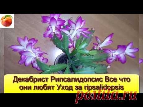 Декабрист Рипсалидопсис Правила ухода Цветение Что надо для этого ripsalidopsis шлюмбергра Рождество