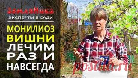 Суперсредство от монилиоза. Лечим заболевания вишни, черешни, яблони, груши.