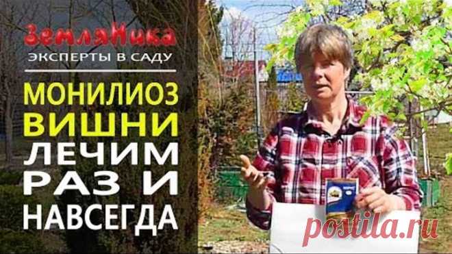 Суперсредство от монилиоза. Лечим заболевания вишни, черешни, яблони, груши.