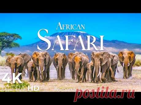 African Safari 4K • Wildlife Relaxation Film with Peaceful Relaxing Music and Animals Video Ultra HD