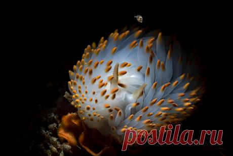 Magical Macro Winner: Kate Jonker wpp-mag.com/p78 Exhibiting incredible, extreme close ups. This month’s winner is Kate Jonker with her photo of a gasflame nudibranch, who wins a 3-issue membership