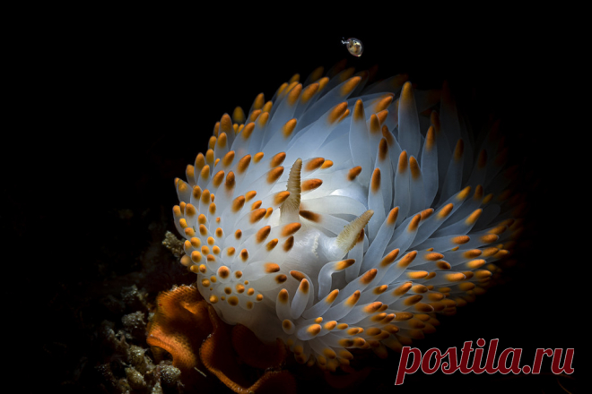 Magical Macro Winner: Kate Jonker                           wpp-mag.com/p78              Exhibiting incredible, extreme close ups. This month’s winner is Kate Jonker with her photo of a gasflame nudibranch, who wins a 3-issue membership