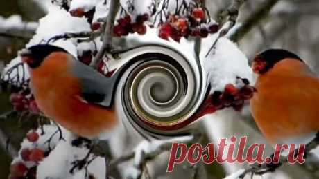 "Снегири" - Денис Майданов и Сергей Трофимов.