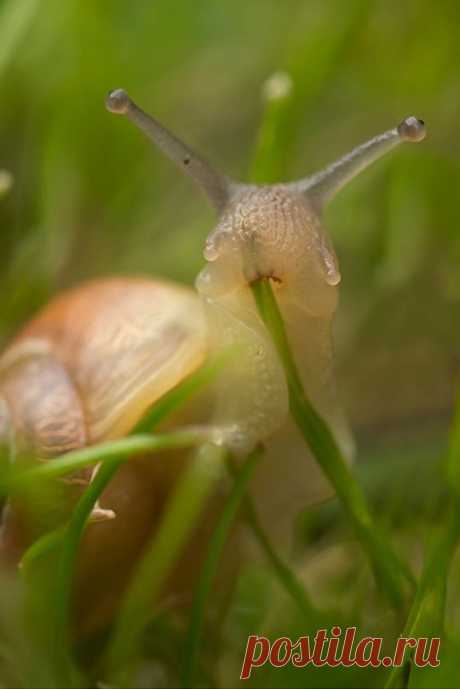 (254) Here’s A Snail Eating Grass