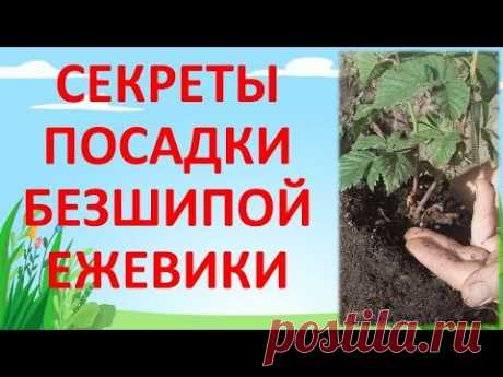 КАК ПОСАДИТЬ саженец ЕЖЕВИКИ ВЕСНОЙ В ГРУНТ. Как выращивать ежевику.