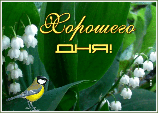 Видео открытка хорошего дня